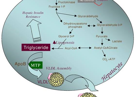Gli Zuccheri Sotto la Lente della Biochimica: Glucosio, Fruttosio, Saccarosio e la Trappola del Miele